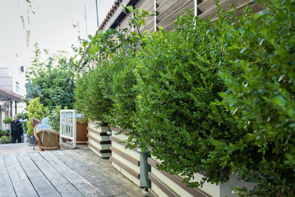 A garden terrace featuring a lush, well-maintained hedge with vibrant green, glossy leaves bordering the outdoor space. The hedge is neatly trimmed, running alongside a wooden pathway composed of weat